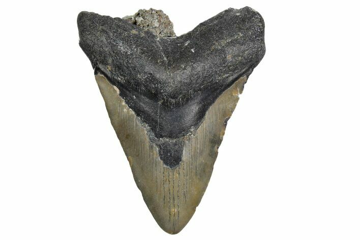 Bargain, Fossil Megalodon Tooth - North Carolina #347125